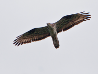 Wykeham Raptor Viewpoint